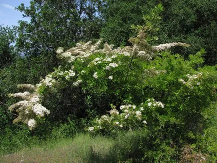 Pyracantha видове и сортове, култивиране, размножаване, зимуване