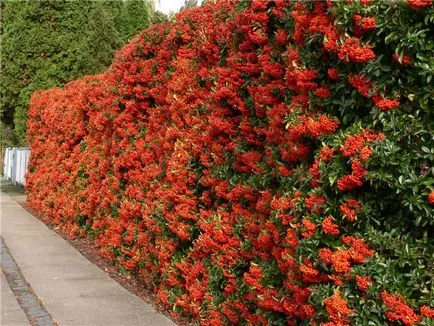 Pyracantha ültetés és gondozás