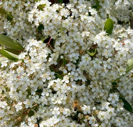 Pyracantha видове и сортове, култивиране, размножаване, зимуване