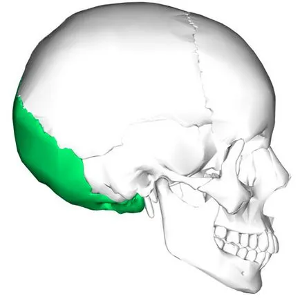 Fractura osul occipital simptomele, cauzele și consecințele