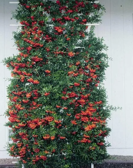 Pyracantha видове и сортове, култивиране, размножаване, зимуване