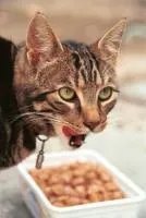 Táplálkozás felnőtt macskák tilos és megengedett ételek, zoodom