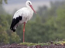 De ce barză în picioare pe un picior sau un Stork - o trecere prin vad pasăre