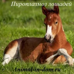 Piroplasmoză de cai, tratarea animalelor domestice