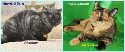 Tenyészet brit és a skót macskák Samara - tenyésztési tulajdonságok