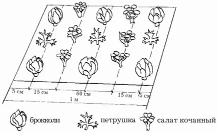 site tervezése - együtt-tenyésztése hagyma, répa - a könyv „”