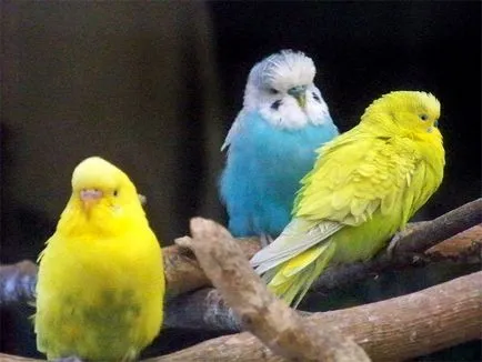 De ce budgies luptă de ce lupta budgies volnistiki