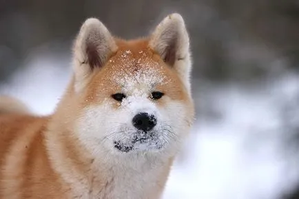 Câine rasa Akita Inu și îngrijire