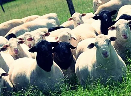 Dorper овце порода - описание, снимки и видео