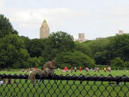 O excursie în Statele Unite, New York City