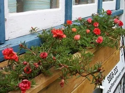 Тученица macranthon и ampelnye расте от семена, засаждане и грижи на балкона и на открито