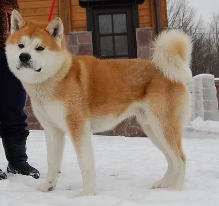 Kutyafajta Akita Inu és gondozás