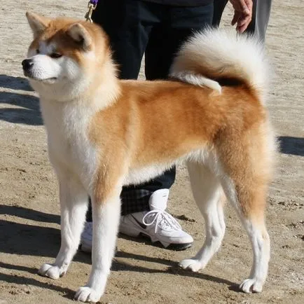 Kutyafajta Akita Inu és gondozás