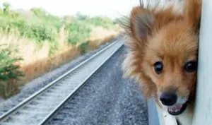 Condiții de transport de animale în trenuri Căi ferate, astfel cum a fost modificat în 2016