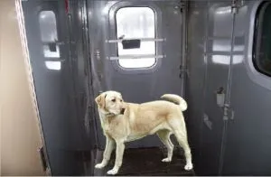 Condiții de transport de animale în trenuri Căi ferate, astfel cum a fost modificat în 2016