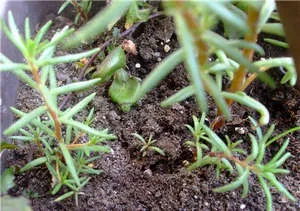 Plantarea și îngrijirea plantelor purslane pe balcon și în grădină (sfaturi foto și video)