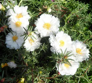 Plantarea și îngrijirea plantelor purslane pe balcon și în grădină (sfaturi foto și video)