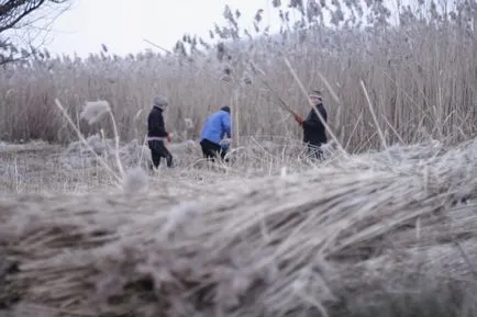 Szilveszter gyűjtése nád Ryshkov, eco-Moldova