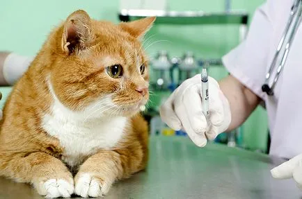 Vaccinările pentru pisici la domiciliu, îngrijirea veterinară București