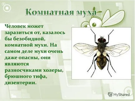 Prezentarea pe vectori de boli infecțioase sunt adesea insecte