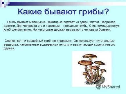 Представяне на гъби - горските санитари, те са в състояние да конвертирате останките на мъртви животни и