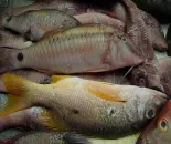 Profil hal - márna, vörös márna, fogása márna, szatén hal, halászat Ukrajna