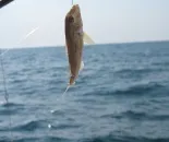 Profil hal - márna, vörös márna, fogása márna, szatén hal, halászat Ukrajna