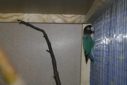 Vezi subiect - ajuta la determinarea sexului lovebirds - albastru Parrot