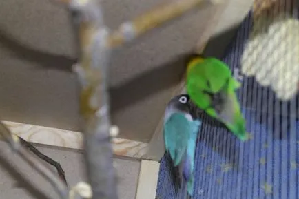 Vezi subiect - ajuta la determinarea sexului lovebirds - albastru Parrot