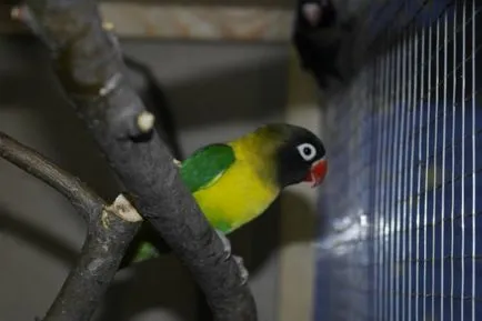 Vezi subiect - ajuta la determinarea sexului lovebirds - albastru Parrot