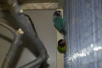 Vezi subiect - ajuta la determinarea sexului lovebirds - albastru Parrot