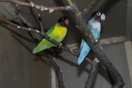 Vezi subiect - ajuta la determinarea sexului lovebirds - albastru Parrot