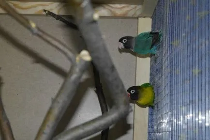 Vezi subiect - ajuta la determinarea sexului lovebirds - albastru Parrot