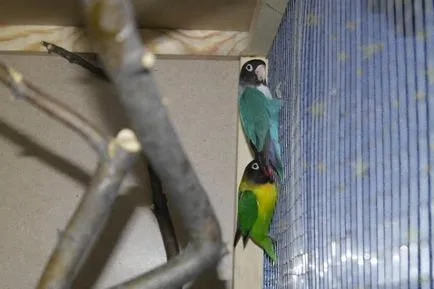 Vezi subiect - ajuta la determinarea sexului lovebirds - albastru Parrot