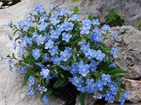 omphalodes tavasz