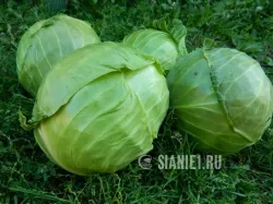 Un mod simplu de cultivare varză