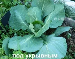 Un mod simplu de cultivare varză