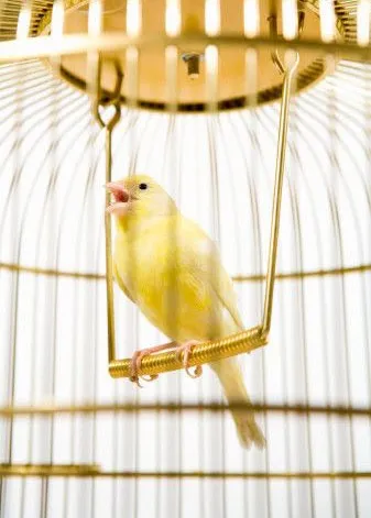 Bird într-o cușcă zolotoy- poezii despre ptits- poeme despre svobode- ironic stihi- zevs- hohmodrom