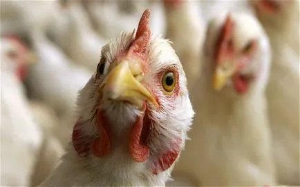 Gripa aviară - diferit de gripa obisnuita, simptome de gripa aviara, tratament