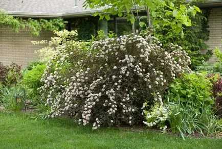 Physocarpus ültetés, gondozás, fotó, alkalmazás kerttervezés