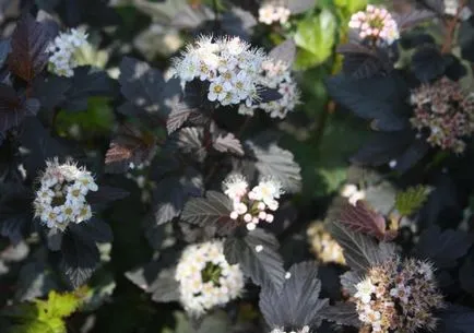 Physocarpus kalinolistny în peisaj de design fotografie