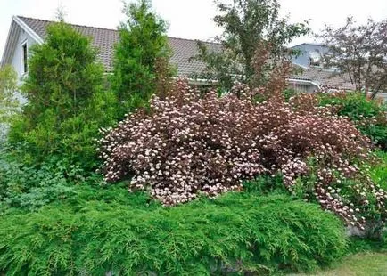 Physocarpus Diablo kerttervezés fotók, ültetés, gondozás