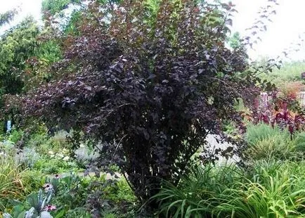 Physocarpus Diablo kerttervezés fotók, ültetés, gondozás