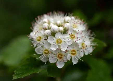 Physocarpus kalinolistny kerttervezés fotó