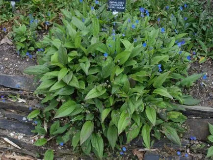 култивиране Omphalodes, размножаване