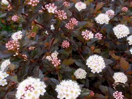 Physocarpus ültetés, gondozás, fotó, alkalmazás kerttervezés