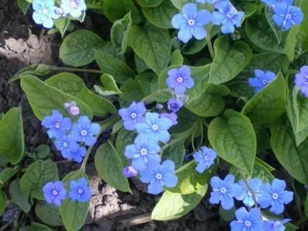 Omphalodes, elővárosi titkok