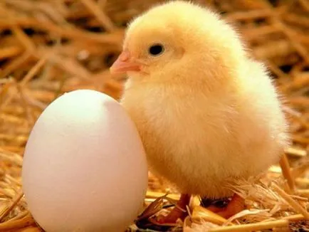 Baromfitenyésztők megjegyezni, hogy meg kell tudni az inkubációs tojás, inkubáció baromfit szabályok