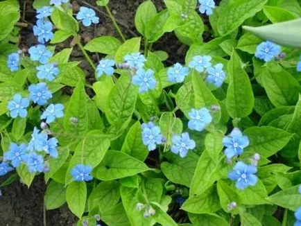 Omphalodes, elővárosi titkok