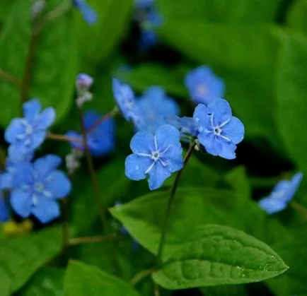 cultivarea Omphalodes, creșterea